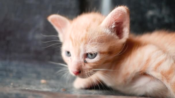 Bruin katje op de grond op het erf. Concept van schattige huisdieren. - Video