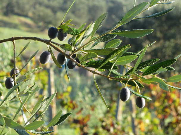 Akdeniz zeytin dalları olgunlaşmış zeytinler ve sabah çiğ taneleriyle yıkanmış yeşil yapraklar. Toskana, İtalya - Fotoğraf, Görsel