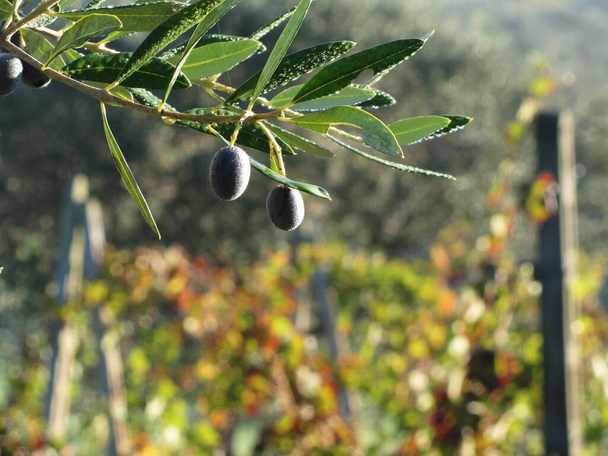 Akdeniz zeytin dalları olgunlaşmış zeytinler ve sabah çiğ taneleriyle yıkanmış yeşil yapraklar. Toskana, İtalya - Fotoğraf, Görsel