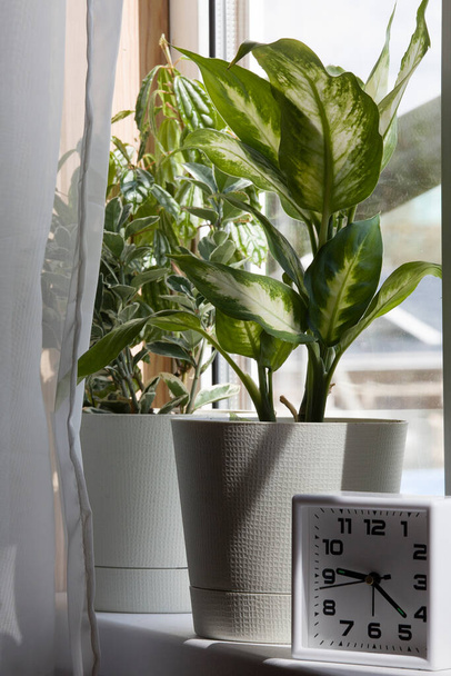 кімнатні рослини в білому квітковому горщику і годиннику біля вікна з шторами в сонячний день
 - Фото, зображення
