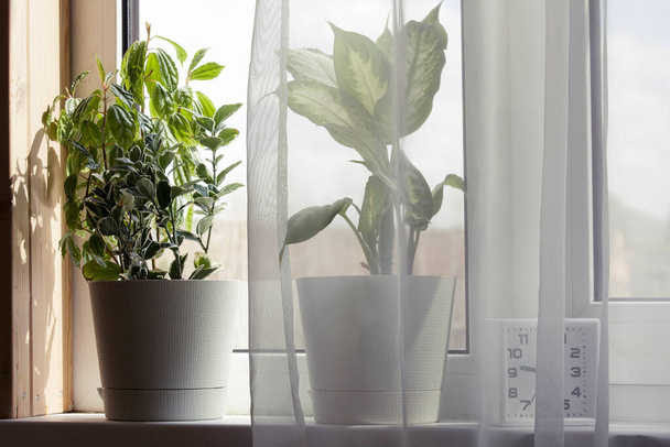 piante d'appartamento in vaso di fiori bianchi e orologio vicino alla finestra con tende nella giornata di sole
 - Foto, immagini