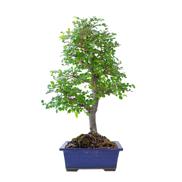 chiński wiązu bonsai wczesną wiosną (Ulmus chinensis), w niebieskim japońskim szkliwione ceramiczne miski, izolacja na białym tle dla łatwego projektowania - Zdjęcie, obraz