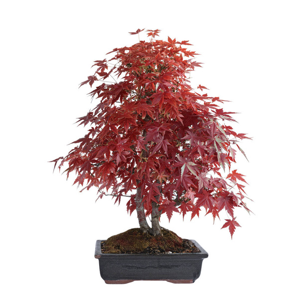 beautiful japonese maple ( Acer palmatum ) in autumn colors, isolation over white - Foto, imagen