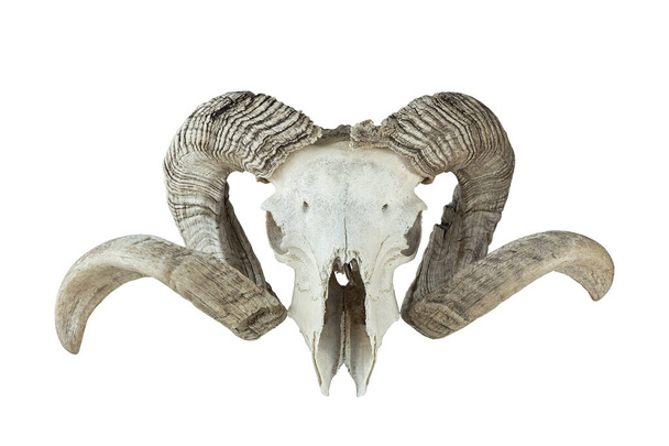 huge ram trophy isolated over white baclground, skull of huge domestic animal - Photo, Image