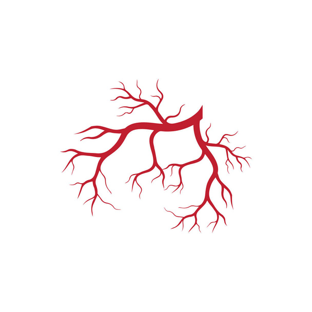 ανθρώπινη φλέβες, κόκκινα αιμοφόρα αγγεία σχεδιασμό και αρτηρίες Διανυσματική απεικόνιση απομονωμένη - Διάνυσμα, εικόνα