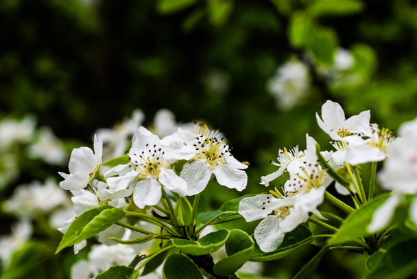 flores de manzana blanca y hojas verdes con detalles visibles
 - Foto, Imagen