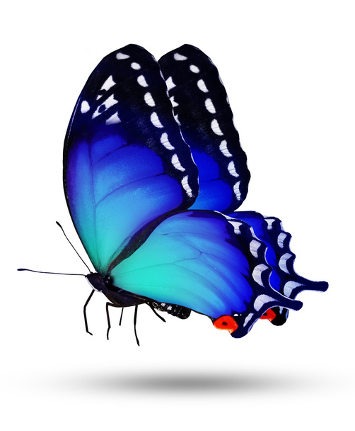 Kék pillangó, elszigetelt fehér - Fotó, kép