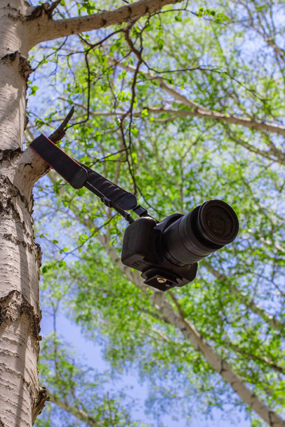caméra professionnelle laissée sur une branche de bouleau contre un ciel bleu avec un fond flou
 - Photo, image