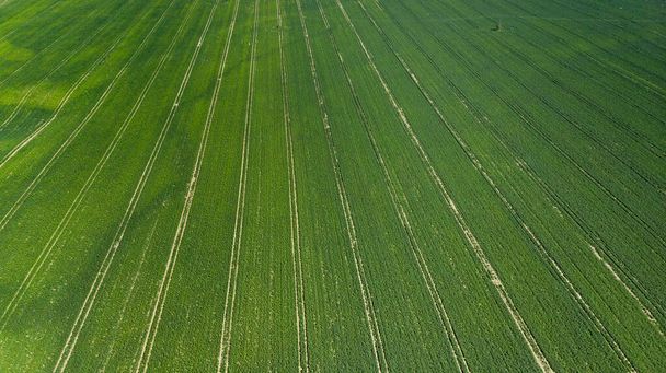Grüne Felder zur Frühjahrssaison in der Landwirtschaft. Drohnen aus der Luft. - Foto, Bild