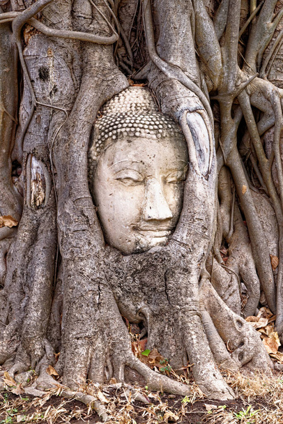 図木の根の大きな石仏頭、ワット・マハート、アユタヤ市、タイ、東南アジア、アジア- 2020年1月21日 - 写真・画像