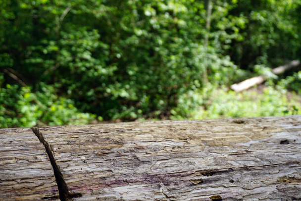  gefällter Baumstamm in einem grünen Wald                       - Foto, Bild