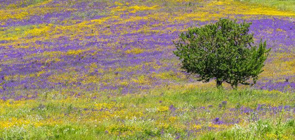 Fa a virágmezőn. Gyönyörű táj magányos fa áll egy zöld területen sárga százszorszépek és lila virágok. Zászlókép. - Fotó, kép