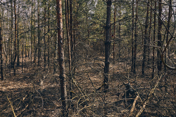 Old tall conifers in the autumn season - Valokuva, kuva