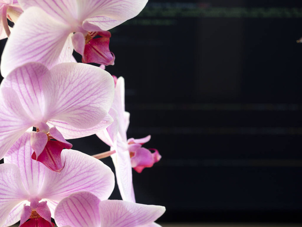 Орхидея и умная работа дома, язык HTML
 - Фото, изображение