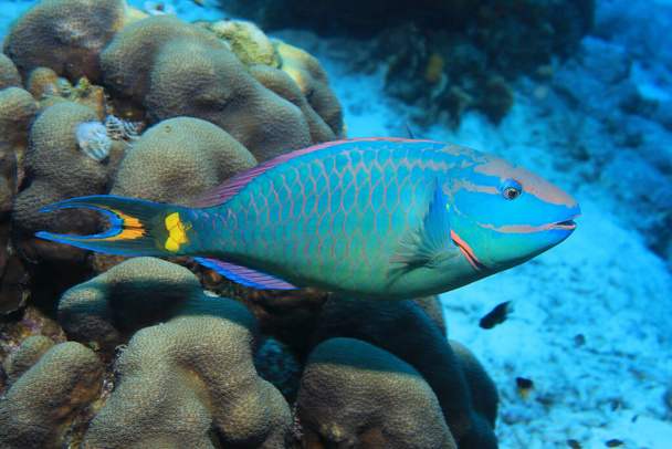 Stoplight parrotfish (Sparisoma viride) underwater in the tropical caribbean sea of Bonaire - Photo, Image