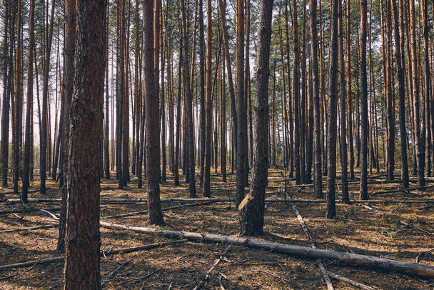 Old boughs fallen on the forest floor - Fotografie, Obrázek