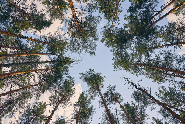 Szczyty drzew iglastych w lesie - Zdjęcie, obraz