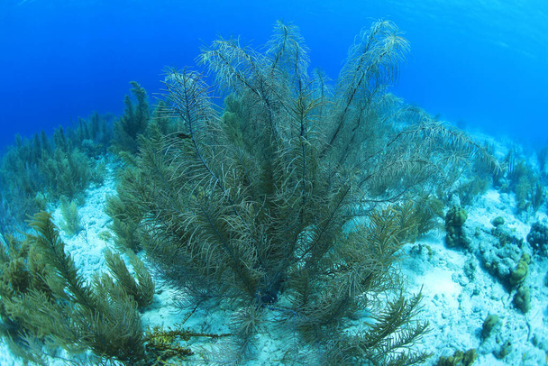 Suelo marino y hermosos corales suaves bajo el agua en el mar caribeño
  - Foto, Imagen