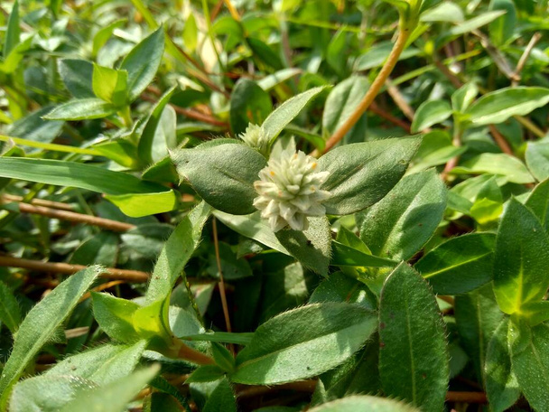 Eclipta alba (Urang-aring, valse madeliefje, valse madeliefje, yerba de tago, Karisalankanni, bhringraj) met natuurlijke achtergrond. deze plant is een soort plant uit de zonnebloemenfamilie. - Foto, afbeelding