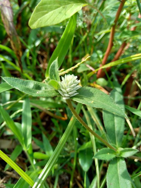 Eclipta alba (Urang-aring, hamis százszorszép, hamis százszorszép, yerba de tago, Karisalankanni, bhringraj) természetes háttérrel. Ez a növény egy növényfaj a napraforgó családban.. - Fotó, kép