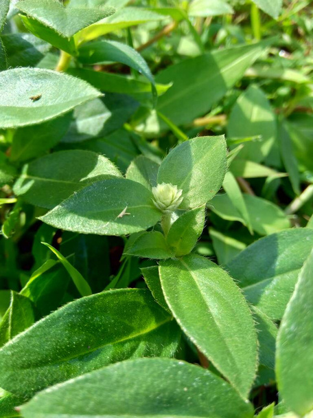 Eclipta alba (Urang-aring, false daisy, false daisy, yerba de tago, Karisalankanni, bhringraj) z naturalnym tłem. Roślina ta jest gatunkiem roślin z rodziny słonecznikowatych. - Zdjęcie, obraz