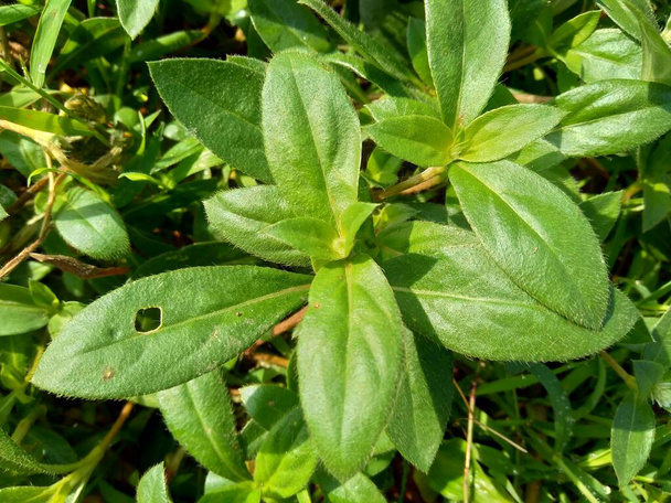 Eclipta alba (Urang-aring, valse madeliefje, valse madeliefje, yerba de tago, Karisalankanni, bhringraj) met natuurlijke achtergrond. deze plant is een soort plant uit de zonnebloemenfamilie. - Foto, afbeelding