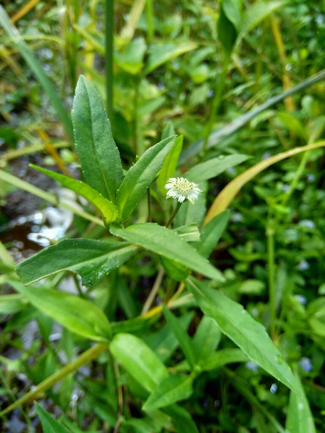 Eclipta alba (Urang-aring, false daisy, false daisy, yerba de tago, Karisalankanni, bhringraj) με φυσικό υπόβαθρο. αυτό το φυτό είναι ένα είδος φυτού της οικογένειας των ηλίανθων. - Φωτογραφία, εικόνα
