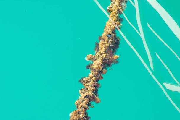 Цепь водорослей под бирюзовой водой
 - Фото, изображение