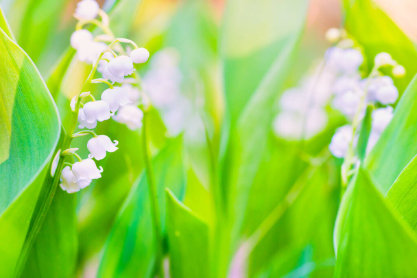 Άγρια λευκά λουλούδια κρίνος της κοιλάδας μακροσκοπικό πλάνο - Φωτογραφία, εικόνα