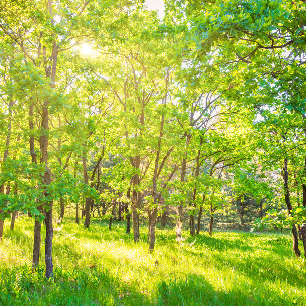 Krajobraz z zielonym lasem i piękną przyrodą - Zdjęcie, obraz