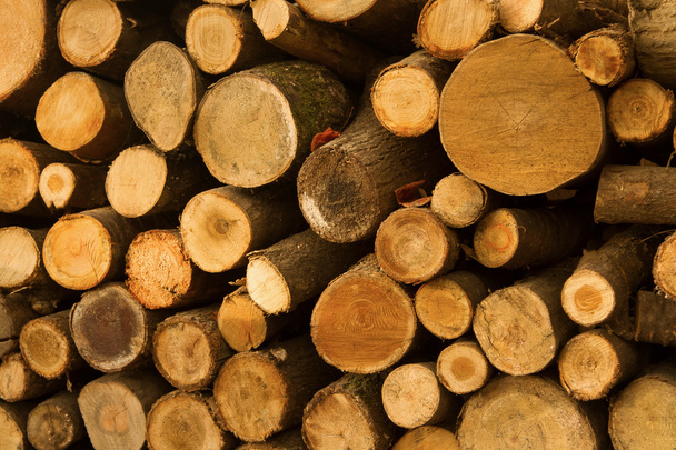 Stacked tree wood logs background - Photo, Image