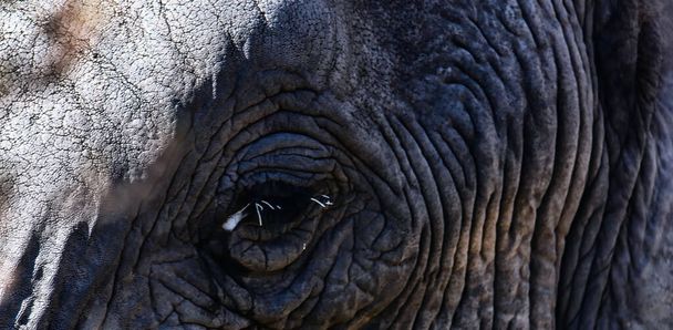 Ein schönes Porträt eines Elefantengesichts aus nächster Nähe - Foto, Bild
