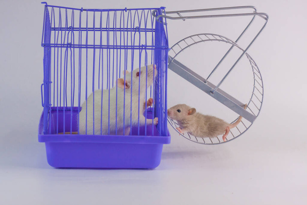 Isolation do it yourself concept. Coveid-19 pandemic prevention measures. Rat in a purple cage. - Φωτογραφία, εικόνα