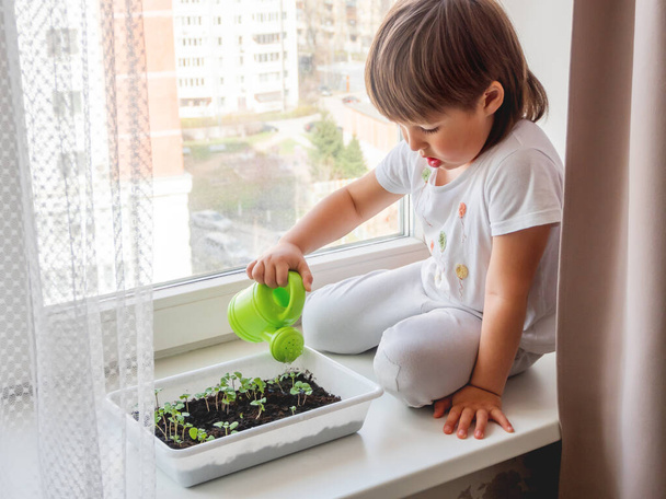 Toddler boy sits on windowsill and waters small green seedlings of basil. Little child with green watering can. Kid's first first duties at home. - Foto, Bild
