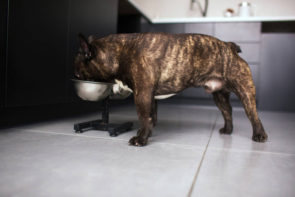 Νεαρό ενήλικο γαλλικό μπουλντόγκ τρώει σκυλοτροφή από μπολ. Μόνος στην κουζίνα. Φροντίδα κατοικίδιων χωρίς ανθρώπους. Σκουρόχρωμο κατοικίδιο. - Φωτογραφία, εικόνα