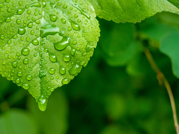 Красиве зелене листя глибини води падає. Падіння дощу на листку
. - Фото, зображення