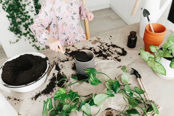 Adorable 5 year child girl is planting a pothos houseplant in pot at home. - Foto, Imagen