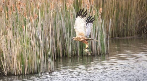 Circus aeruginosus kuşu uçuyor ve avcı, avlanmanın çeşitli aşamalarında yüzeyde balık yakalıyor. En iyi fotoğraf.. - Fotoğraf, Görsel