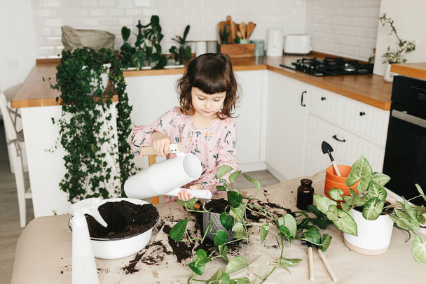 Adorable 5 year child girl is planting a pothos houseplant in pot at home. - Foto, afbeelding