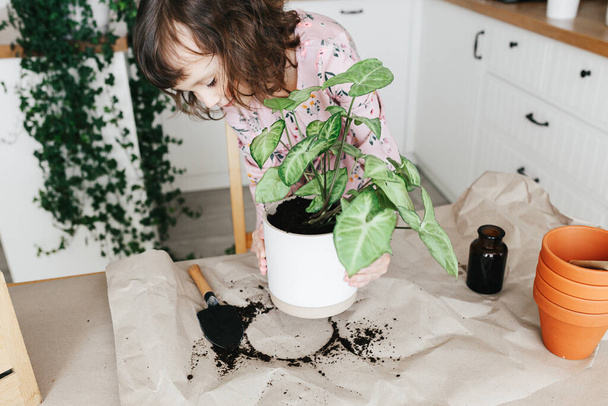 Adorable 5 year child girl is planting a houseplant in pot at home. Girl hold white pot with syngonium plant. Urban jungle concept - 写真・画像