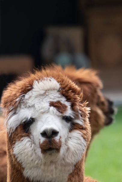 Καστανά μαλλιά Alpaca γούνα σε ένα πράσινο λιβάδι, γκρο πλαν του κεφαλιού. Επιλεκτική εστίαση στην κεφαλή της αλπακά, φωτογραφία του κεφαλιού - Φωτογραφία, εικόνα
