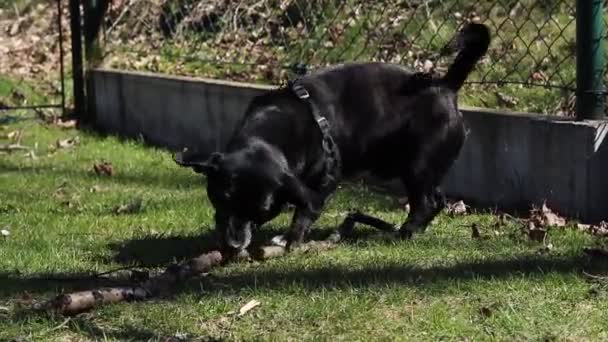 Black devil plays with huge branch on the field. Dog black as coal grunts blissfully at his new pet and friend. Outdoor games with stick. Biting and throwing - Footage, Video