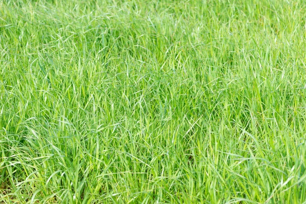 Büyüyen bir çim tarlasının alt perspektifi - Fotoğraf, Görsel