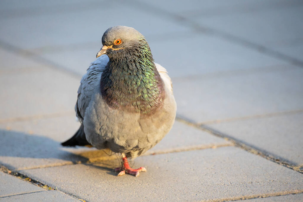 Las palomas caminan por el suelo, las palomas grises en el suelo de hormigón
  - Foto, imagen