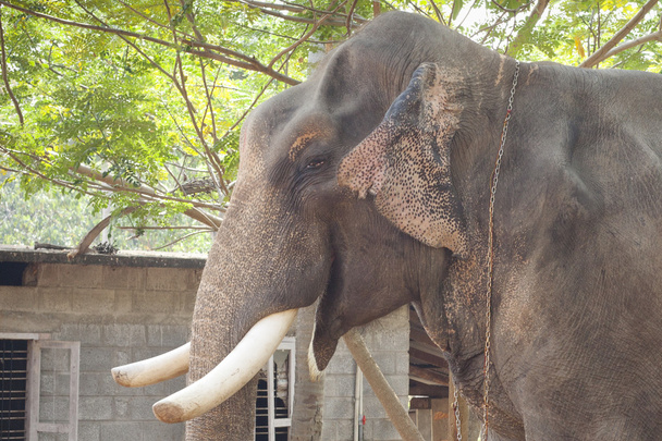 Ινδικό ελέφαντα - Φωτογραφία, εικόνα