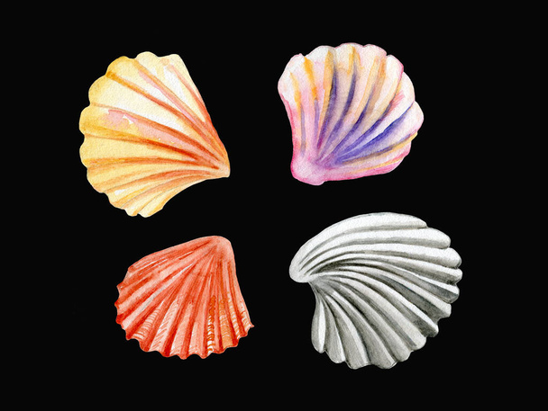 Watercolor set of painted seashells. Hand made elements isolated. For design, packaging, fabric, textile. Seashells - Photo, image