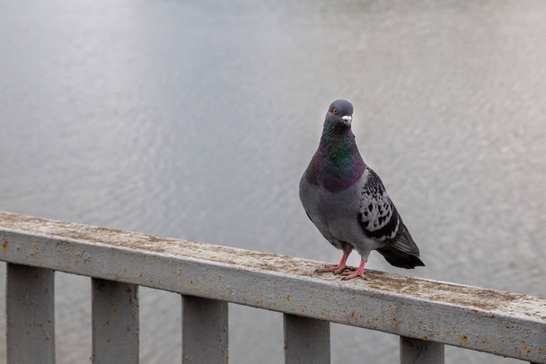 Kasvetli bir havada nehrin kenarındaki korkuluklarda oturan bir güvercin.. - Fotoğraf, Görsel