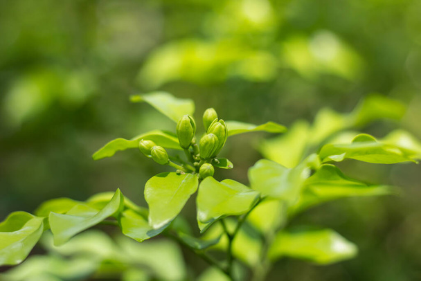 Close up of Orange Jessamine flowers and green leaf - Foto, imagen