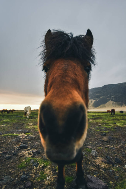 Icelandic horses. South Iceland. Travel around the island. - Fotó, kép