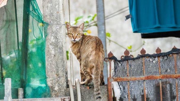 Vorsichtig streunende Katze auf Straße in der Stadt - Foto, Bild